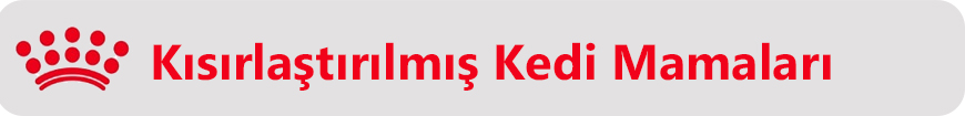 kısır kedi en son.jpg (624 KB)