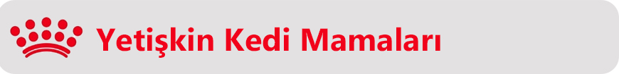 yetişkin kedi son.jpg (619 KB)