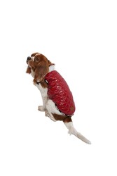 Bordo Moncler Yelek Küçük Ve Orta Irklar Için Yelek Kedi Köpek Kıyafeti - M - Thumbnail