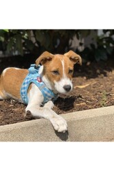 Curli vest Göğüs Tasma Air-mesh Açık Mavi Puantiye 3xs - Thumbnail