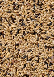 Deli Nature Premium Kanarya Yemi 1000Gr - Thumbnail