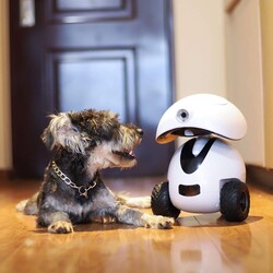 Dogness Smart IPET Robot Akıllı Kedi Köpek Arkadaşı Beyaz - Thumbnail