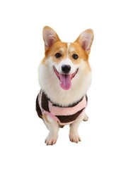 Glipet Çizgili Köpek Kazağı Siyah Pembe 4XL - Thumbnail
