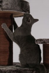 İstanbul Tırmalamalı Kedi Evi - Thumbnail