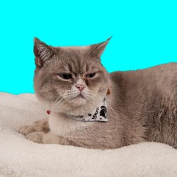 Lepus Fularlı Kedi Boyun Tasması No 5 - Thumbnail