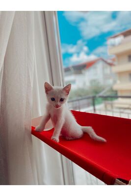 Miapet - Miapet Cama Yapışan Lüks Kedi Yatağı 56X30 Cm Kırmızı