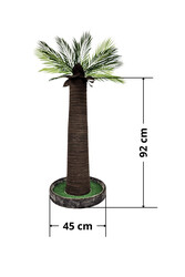 Palmiye Kedi Tırmalaması - Thumbnail