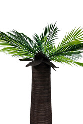 Palmiye Kedi Tırmalaması - Thumbnail