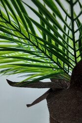 Palmiye Kedi Tırmalaması - Thumbnail