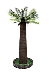 Palmiye Kedi Tırmalaması - Thumbnail