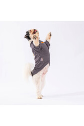 Pawstar Antrasit Turtleneck Köpek Sweati Köpek Kıyafeti Kedi Kıyafeti - XL - Thumbnail