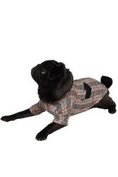 Pawstar Bej Plaid Bej Ekose Kedi Köpek Gömleği Kedi Köpek Kıyafeti 4XL - Thumbnail