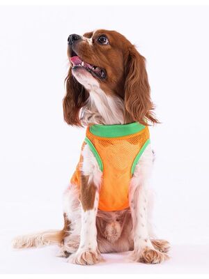 Pawstar - Pawstar Cactus Mesh Kedi Köpek Tişörtü - Kedi Köpek Kıyafeti Medium