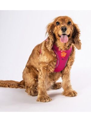 Pawstar - Pawstar Fuşya Air-mesh Göğüs Tasması Kedi Köpek Göğüs Tasması M