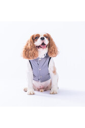 Pawstar Gri Diametro Puf Yelek Köpek Yeleği Köpek Kıyafeti Köpek Yağmurluk L - Thumbnail