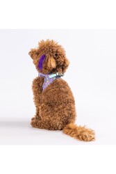 Pawstar Ice Cream Air-mesh Göğüs Tasması Kedi Köpek Göğüs Tasması XLarge - Thumbnail