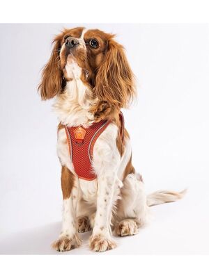Pawstar - Pawstar Kiremit Air-mesh Göğüs Tasması Kedi Köpek Göğüs Tasması XL