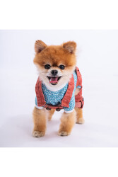 Pawstar Kırmızı Denim Salopet Tişört Kombini Köpek Kıyafeti Köpek Tişört -tulum Kombini - 2XL - Thumbnail