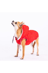 Pawstar Kırmızı Railway Anorak Yelek Köpek Yeleği Köpek Kıyafeti Köpek Yağmurluk - XL - Thumbnail
