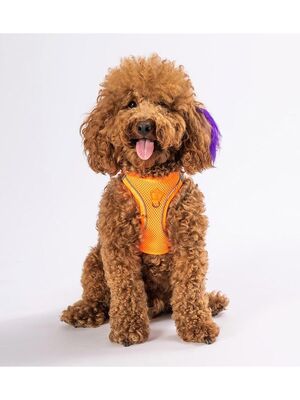 Pawstar - Pawstar Neon Turuncu Air-mesh Göğüs Tasması Kedi Köpek Göğüs Tasması XL