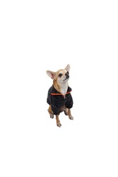 Pawstar Rug Sweat Kedi Köpek Sweat Kedi Köpek Kıyafeti XL - Thumbnail