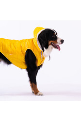 Pawstar Sarı Railway Orta ve Büyük Irklar İçin Anorak Yelek Köpek Yeleği Köpek Kıyafeti Köpek Yağmurluk - 6XL - Thumbnail