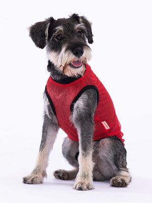 Pawstar - Pawstar Smile Kedi Köpek Tişörtü - Kedi Köpek Kıyafeti Small