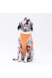 Pawstar Turuncu Joy Büyük Köpek Tişörtü - Köpek Kıyafeti (15 KG-45 KG) 5XL - Thumbnail