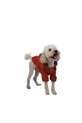 Pawstar Turuncu Pluvia Kedi Köpek Mont Kedi Köpek Kıyafeti 2XL - Thumbnail