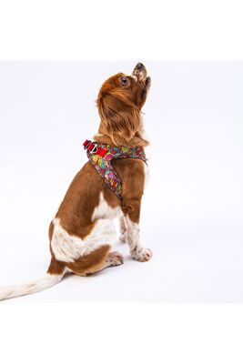 Pawstar - Pawstar Wow Air-mesh Göğüs Tasması Kedi Köpek Göğüs Tasması Small