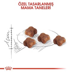 Royal Canin Babycat 34 Yavru Kuru Kedi Maması 4 Kg - Thumbnail