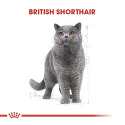 Royal Canin British Shorthair Kedi Maması 2 Kg - Thumbnail