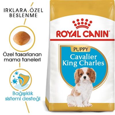 Royal Canin - Royal Canin Cavalier King Charles Junior Yavru Köpek Maması 1,5Kg