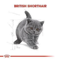 Royal Canin Feline Kitten British Shorthair Yavru Kedi Maması 2KG - Thumbnail