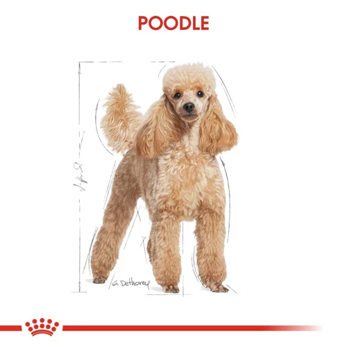 Royal Canin Poodle Yetişkin Köpek Maması 3Kg - Thumbnail