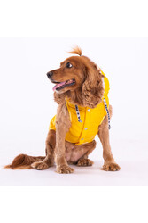 Sarı Railway Yelek Köpek Yeleği Köpek Kıyafeti Köpek Yağmurluk - M - Thumbnail